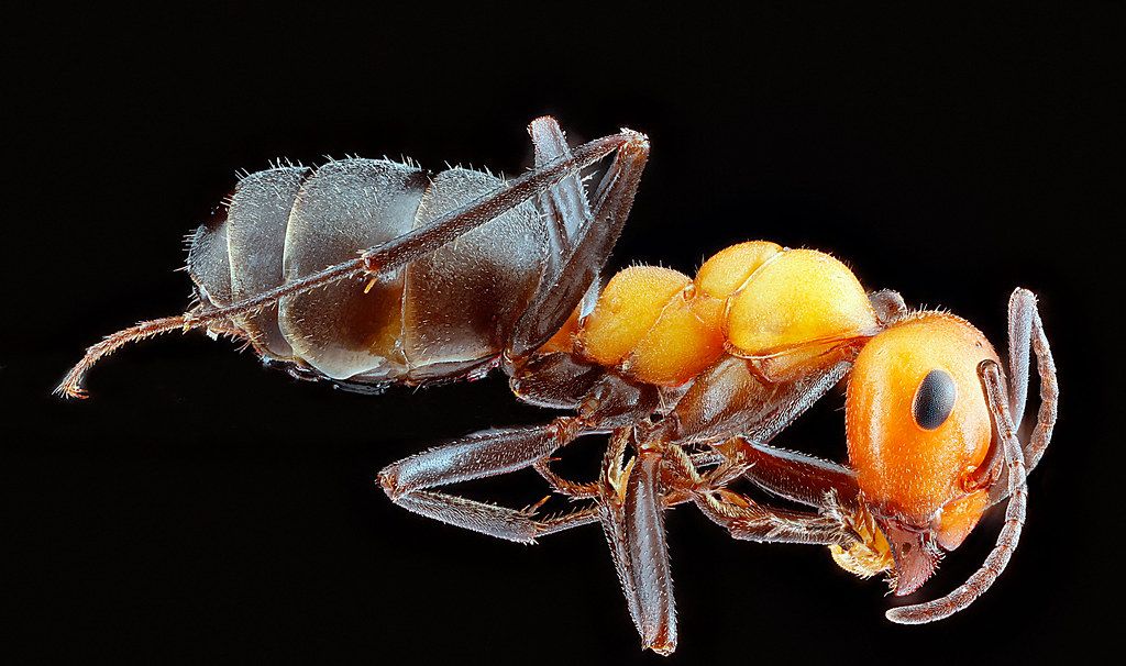 Ant Control service in Burlington, VT