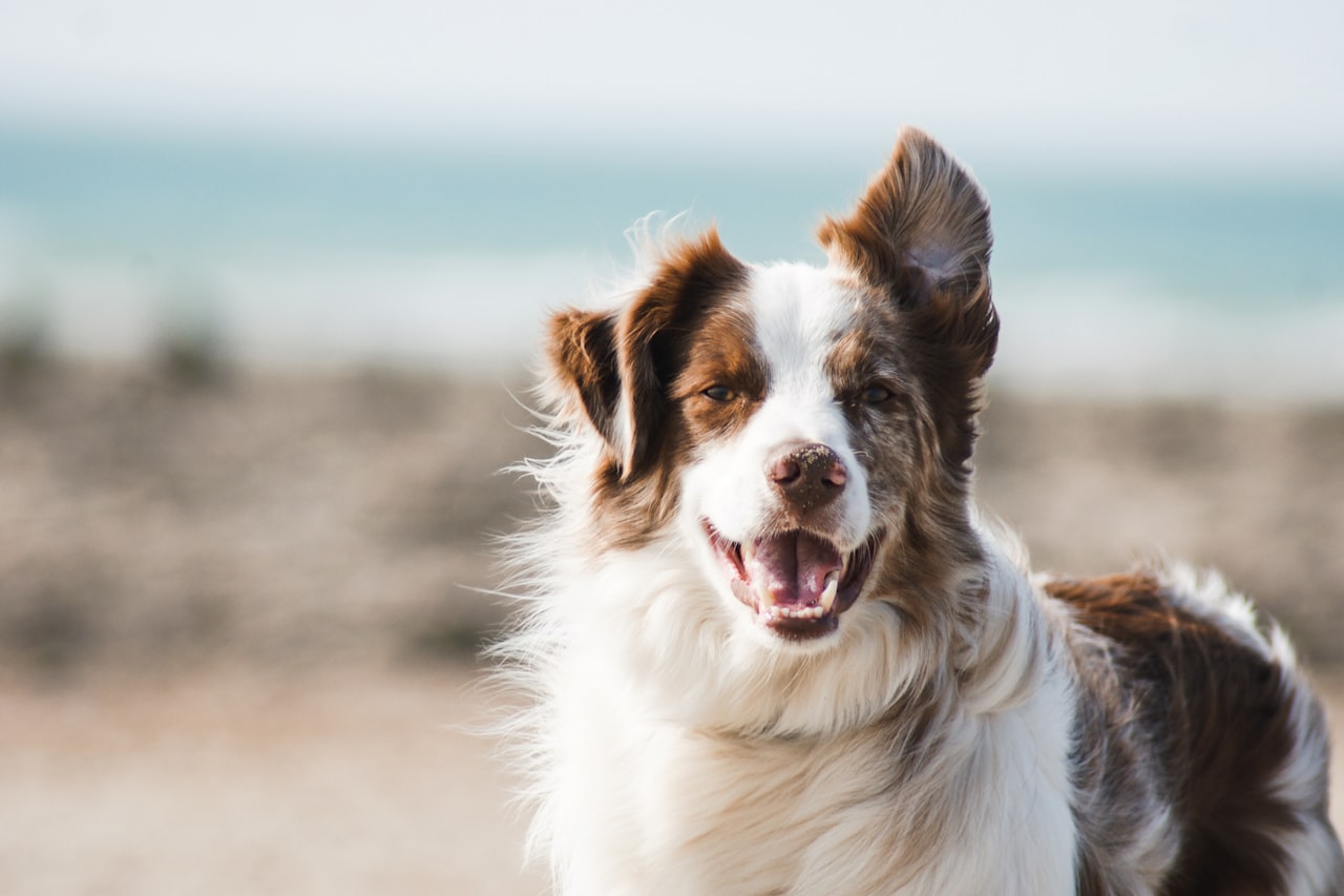 Flea & Tick Control service in Burlington, VT