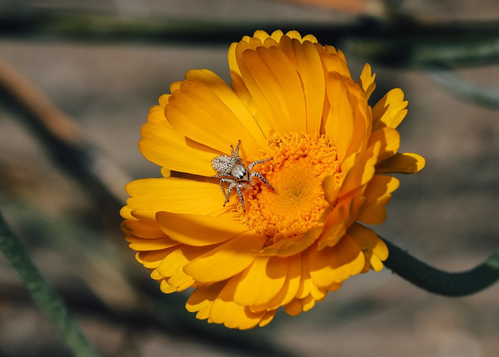 Spider Control service in Burlington, VT